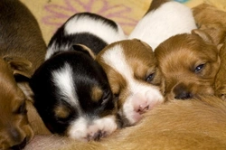 What You Need for Whelping: Prepare for Your Dog's Birth