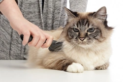 6 Key Benefits of Regularly Grooming Your Cat