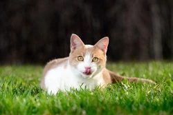 Why Is My Cat's Tongue So Rough? Understanding Its Unique Texture