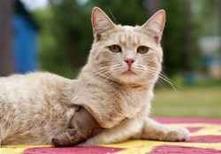 How to Help a Cat Adapt After Losing a Limb