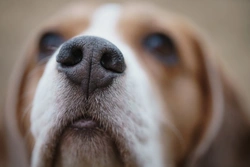 Why Does a Dog’s Nose Crack? Causes and Treatments