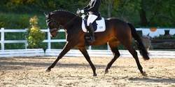 Dressage for All: Your Complete Guide to Competing in 2025