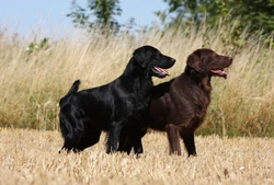Flat-Coated Retriever Health and Longevity Update