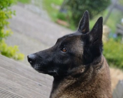 Cane da Pastore Belga Malinois nero. Dove trovarlo e a che prezzo?