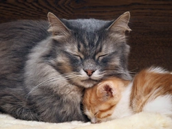 6 Key Life Skills Mother Cats Teach Their Kittens