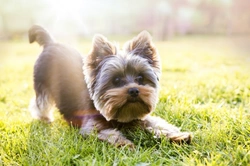 10 Essential Facts About Yorkshire Terriers Before Buying