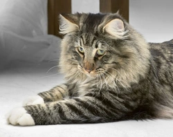 Norwegian Forest Cat: History, Traits & Care Guide