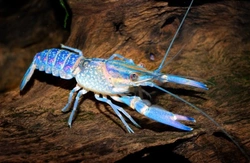 Can You Keep Crayfish as Interesting Pets?