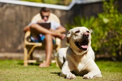 How to Be the Alpha Dog: Gentle Leadership for Happy Dogs