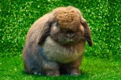 Top 10 Best House Rabbit Breeds for Indoor Pets
