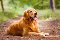 Reduce Stress in Your Dog with a Regular Routine