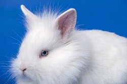 Abscesses and Sores in Rabbits: Causes and Treatment Guide