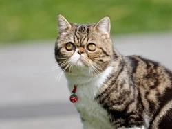 Understanding AD-PKD in Cats: Causes, Symptoms, and Care