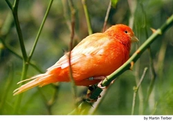 Canarios: Nuestros 10 consejos básicos