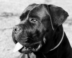 Cane Corso grigio: Carattere, Prezzo e dove Trovarlo