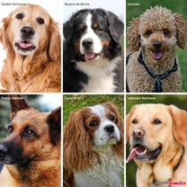 Razas de perros de terapia