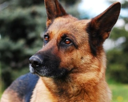 Il Pastore Tedesco nano: info, prezzi e cose da da sapere