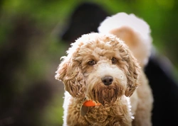 Five common misconceptions about hybrid dog types
