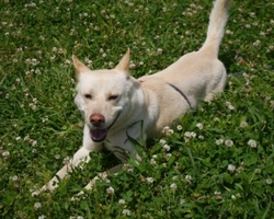 Associazione Animali: Gli Amici di Argo