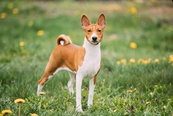 Immunoproliferative Enteropathy in Basenji Dogs: Key Facts & Care