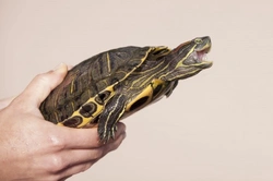 2 Conditions Affecting a Turtle's Beak: Care & Prevention