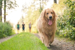 Dogs and Routine: Why a Regular Routine Is Essential