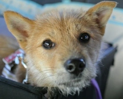 Associazioni animali: ADCR – Associazione Difesa Cani Randagi