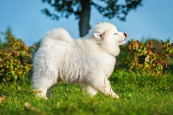 Samoyed Dog Hereditary Health & Recommended Testing