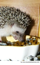 La alimentación del erizo