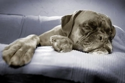 How to Tell if Your Dog is Bored: Key Signs & Solutions