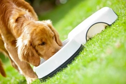 Eight essential tips to choose nutritious dog food