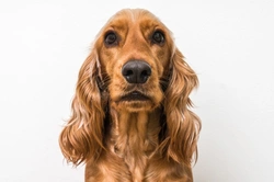 Otitis externa in cocker spaniels: causes, symptoms & care