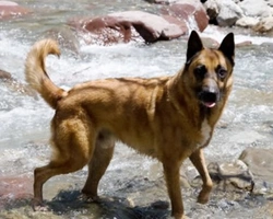 Pastore Belga Malinois, origini, lavoro e morfologia di questo cane