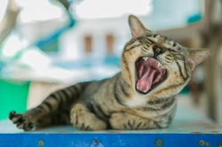 Indications Your Cat’s Teeth May Be Causing Them Pain