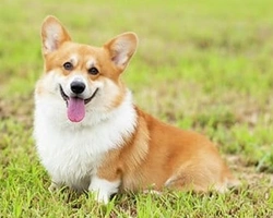 Welsh Corgi Pembroke, il carattere e le particolarità