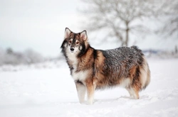 Utonagan Dog: FAQs About This Unique Wolf-Like Breed