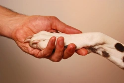 Training a Deaf Dog: Effective Visual Commands & Safety