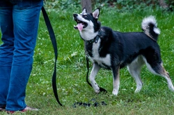 Training your Siberian Husky for reliable recall skills