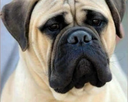 Il temperamento e il carattere del Bullmastiff
