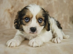 Are Designer Dogs Just a Fad? Exploring Our Attraction to Designer Pets
