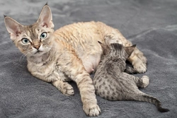 Ten Essential Tips for Caring for a Pregnant Cat