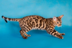 Savannah vs Bengal Cats: Which Exotic Breed Suits You Best?