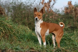 Wat is een Basenji? Uniek Blaaskloze Hondenras Uitgelegd