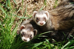 All About Ferrets: Essential Facts You Should Know