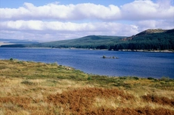 Scottish Outdoor Access Code: What Every Dog Owner Should Know