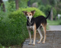 Associazione Amici del cane di Latina