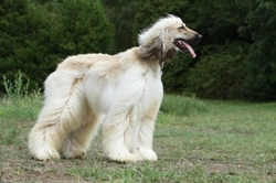 The Elegant Afghan Hound: History, Care & Temperament
