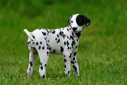 5 Fascinating Facts About Dalmatians You Should Know