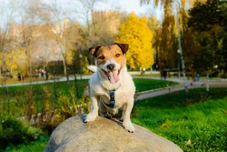 5 Great Autumn Activities to Enjoy With Your Dog