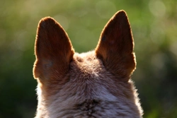 Dog Ear Shapes and Sizes Reveal Their Climate Origins